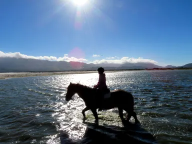 ケープ半島のハウト・ベイの乗馬で海の中を馬で歩く姿