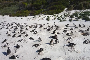 ケープ半島のボルダーズ・ビーチで毛の色がまだ違う子供と親ペンギン達の子育てエリアの光景