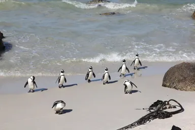 ケープ半島のボルダーズビーチで海から陸に滑りながら上陸するペンギンたちの姿