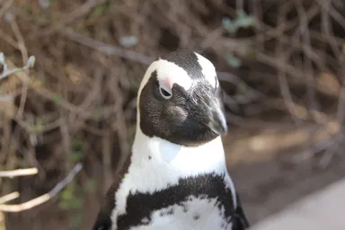 ケープ半島のボルダーズ・ビーチの人慣れしたケープペンギンのアップ