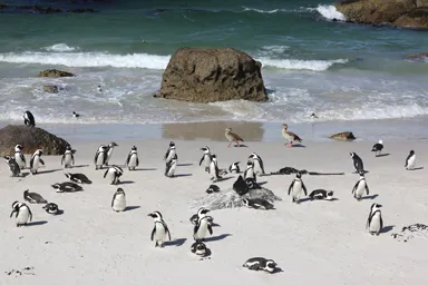 ケープ半島のボルダーズビーチに暮らすケープペンギン達の姿