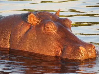 チョベ国立公園のボートサファリの水面から顔と上半身だけを出すカバ