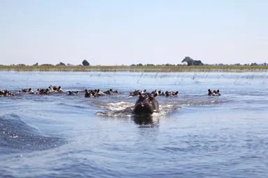チョベ国立公園のボートサファリから近づきすぎてこっちに向かってくるカバの姿