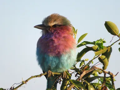 チョベ国立公園のカラフルでかわいいアフリカで一番きれいと言われるライラックニシブッポウソウの鳥の姿