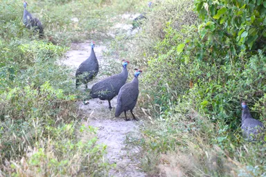 チョベ国立公園のにわとりみたいなホロホロの集団の姿