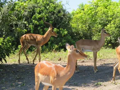 チョベ国立公園のゲーミングサファリからインパラのオス一頭とたくさんのメスの様子