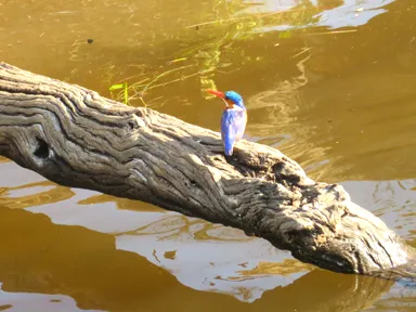 チョベ国立公園のボートサファリからカラフルなキングフィッシャーの鳥の姿