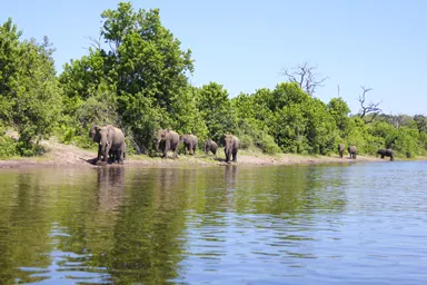 ボツワナのチョベ国立公園のボートサファリから次々に河辺にやって来る象たちの景色