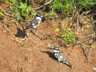 チョベ国立公園のボートサファリからかっこいいヒメヤマセミの鳥の姿
