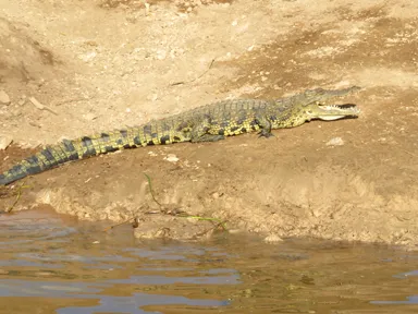 ボツワナのチョベ国立公園のボートサファリから口を開けた身動きしないワニの姿
