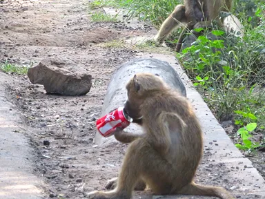 ヴィクトリアフォールズのサルがコカ・コーラの缶を拾い飲みする瞬間