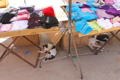 メクネスの露店の商品の下の影で休む猫たち