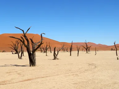 ナミブ砂漠のデッドフレイの枯れた木が無数に並ぶ見慣れない風景