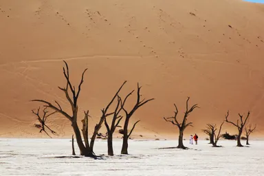 ナミブ砂漠のデッドフレイの枯れ木と砂丘の光景
