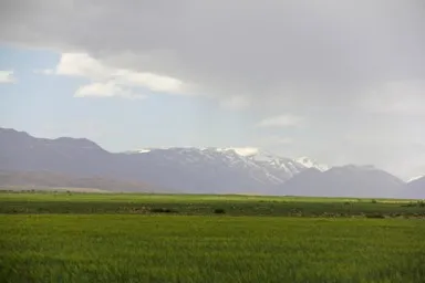 雨上がりの大地のみずみずしい畑と白い雪をかぶった山の景色