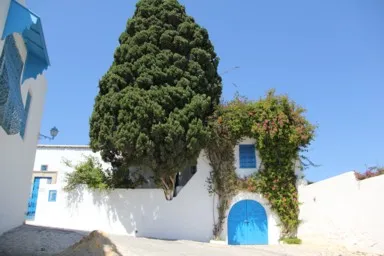 シディ・ブ・サイドの白と青の建物につる系の植物が伸びて緑も加わる景色