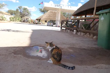 ナミビアのソリテアの野生動物がいるエリアの猫