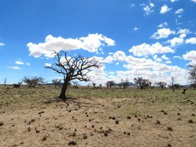ナミビアの枝がとげとげした木が大地に立つ光景