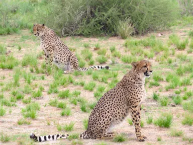 ナミビアのソリテアにいるチーター2匹の姿