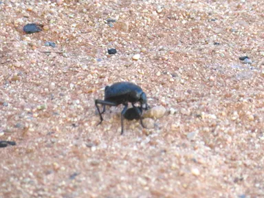 ナミビアのフンを転がすフンコロガシの姿