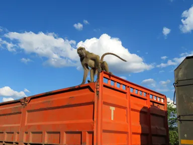 ヴィクトリアフォールズの車の上からサルっぽいヒヒが威嚇する様子