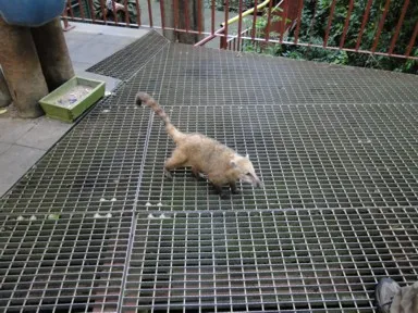 イグアスの滝の観光客に慣れたハナグマの姿