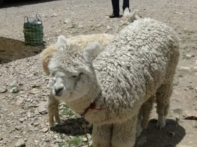 ララヤ峠の観光用のアルパカの姿
