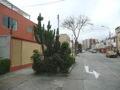 リマの住宅街の街路樹がサボテンの風景