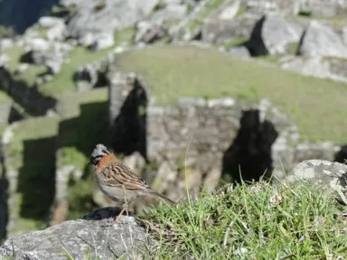 マチュピチュの遺跡で休むすずめの姿