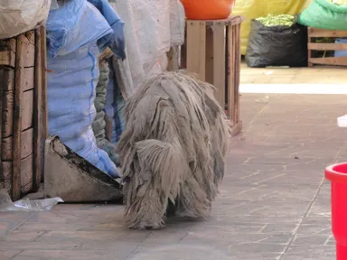 毛がカチカチで毛におおわれた犬