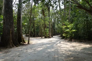 ティカル遺跡の看板のないジャングルの中の道