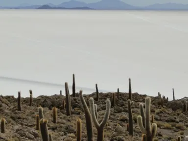 ウユニ塩湖に浮かぶ魚の島のイスラ・デ・ぺスカのサボテンが無数に生えている風景