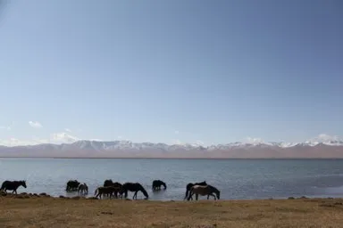 ソンコル湖の水を飲みに来た馬の集団の光景