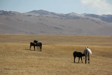 ソンクル湖で放牧されている馬の母乳を飲む仔馬が続く光景