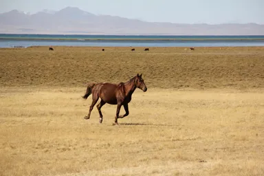 ソン・コル湖の草原をダッシュする馬