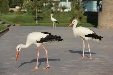 タシケントのハスト・イマーム・モスクを歩くコウノトリ2匹