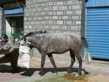 馬がいつでも食べらるように頭に餌の入った袋をつける