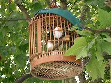 貴陽の街の木にかけられた鳥かご
