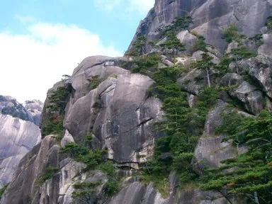 黄山の絶壁のにくっつくように生える松
