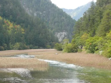 九寨溝の清流にアシが並ぶ絶景の道