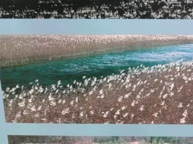 九寨溝の清流にアシが並ぶ絶景の道