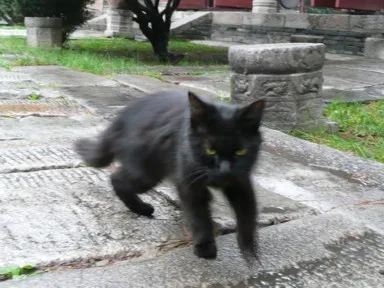 楽山にいる元気な黒猫