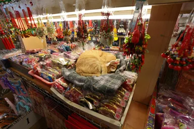 台湾の三峡老街のお土産屋の商品の上で熟睡する猫