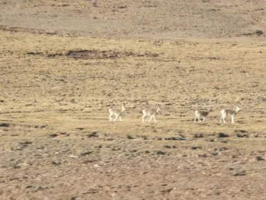 チベット高原の天然サファリパークのような動物がいる風景