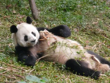 成都のパンダ研究基地で食事中のパンダ