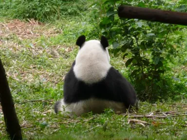 成都のパンダ研究基地で背中を見せて座るパンダ