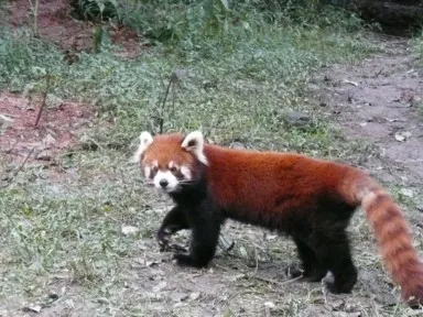 成都のパンダ研究基地でこっちを見るレッサーパンダ