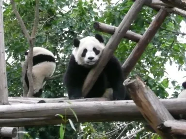 成都のパンダ研究基地のはしごで脱力しているパンダ