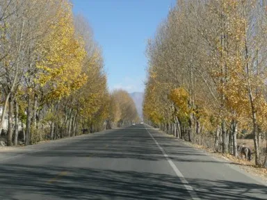 ラサからシガツェへ向かう黄色い紅葉の並木道