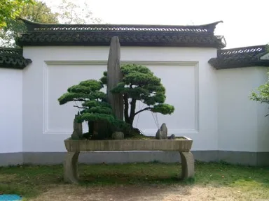 杭州の岳廟のさりげなく立派な盆栽